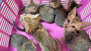 Seven miserable kittens have been rescued they are very pitiful and they are cute too [upl. by Kanor]