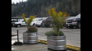 Majesty Palm trees outdoors on Salt Spring Island will they survive [upl. by Mairim215]