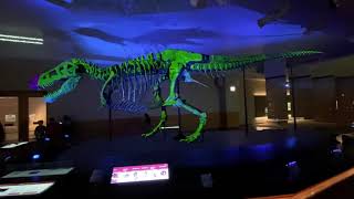 TRex Sue  Chicago Field Museum Exhibit Video [upl. by Lyndell]