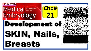 Langman Chapter21  Development of Integumentary System  Embryology  Dr Asif Lectures [upl. by Eisset]