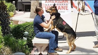 Military Hero Dog Reunited with Hero Handler [upl. by Eenat]