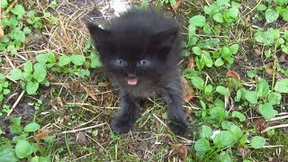 Baby kitten meow very loud on the street [upl. by Anikas582]