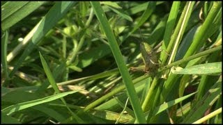 The Grasshopper Caelifera Orthoptera [upl. by Timmy374]