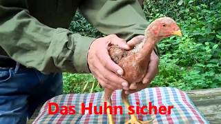 Huhn hypnotisieren so geht´s [upl. by Isnan]