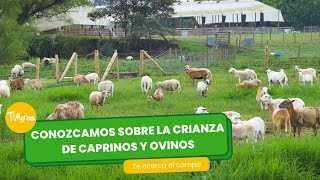 Cómo es la crianza de Caprinos y ovinos Epicentro  TvAgro por Juan Gonzalo Angel Restrepo [upl. by Letnohc445]