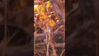 Tufted titmouse jumps on a bug  birds nature titmouse wildlife [upl. by Niwre]