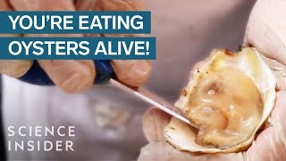 Why We Eat Oysters Alive [upl. by Rahman]