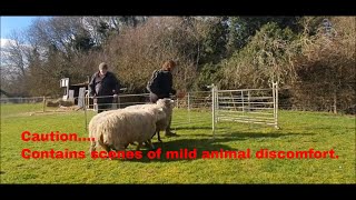 Ear Tagging Sheep  A beginners guide to tagging sheep [upl. by Helsell]