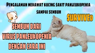 SURVIVE VIRUS PANLEUKOPENIA PADA KUCING [upl. by Lacey]