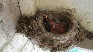 Baby bird got tossed out of nest by baby cowbird [upl. by Ferde]