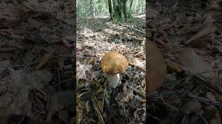 Boletus reticulatusaestivalis Oktober 21st shorts new nature forest trending viral mushroom [upl. by Lahpos587]