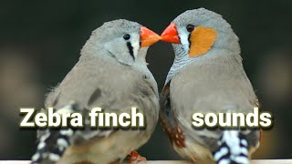 Zebra finch sounds 1 Hour  bird singing nature helps relax bird sound [upl. by Nosauq]