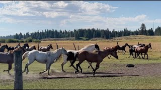 Dry Ridge Outfitters  Harriman State Park Idaho Part 1 [upl. by Nilra789]