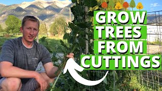 How To Grow Trees From Cuttings [upl. by Jacoby6]