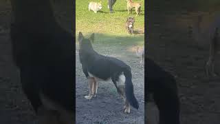 Dogs at the off leash dog park [upl. by Albie545]