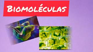 Introducción a las biomoléculas [upl. by Dolores982]