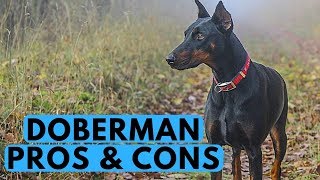 Doberman Pinscher Pros and Cons [upl. by Gorlicki]