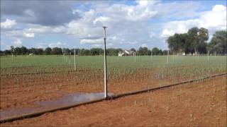 Hand Move Irrigation System [upl. by Gayn]