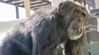 Research Chimp quotCaptain Kirkquot Transported to Sanctuary [upl. by Ehtiaf]