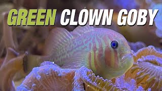 Species Spotlight  Green Clown Goby [upl. by Wenz88]