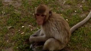 Lopburi  city of monkeys Thailand [upl. by Ecirtaed14]