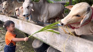 BOCIL BERMAIN DENGAN SAPI RAKSASA SETIA FARM ‼️🔥🔥🔥 [upl. by Caroline]