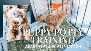 How I Potty Trained My Cavapoo Puppy While Living in an Apartment in the WINTER  Fresh Patch Review [upl. by Iborian912]