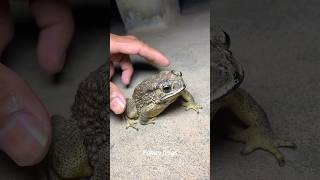 🐸Funny first look at the frog  Catching a frog wants to laugh  Catch a frog for funfunny frog [upl. by Kelly]