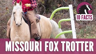 10 Fascinating Facts About the Missouri Fox Trotter Horse [upl. by Annelg]