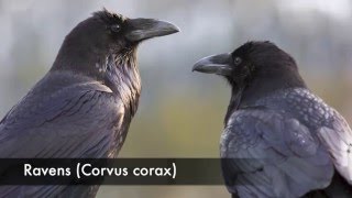 Raven Corvus corax Call [upl. by Peder]