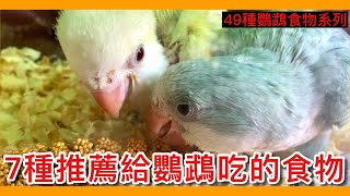 推！7種推薦鸚鵡吃的重要食物？這種「鸚鵡零食」也很有營養！【鸚鵡小木屋】【49種鸚鵡食物系列EP1】 [upl. by Yssis]