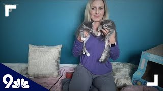 Petline 9 Cat and 5 kittens available from Animal Rescue of the Rockies [upl. by Artek514]