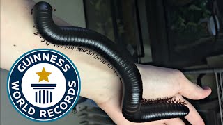 Holding the Worlds Biggest Millipede [upl. by Cram465]