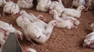 How to control cannibalism in poultry causes prevention and treatment with ease [upl. by Francklyn]