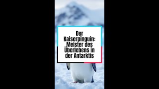 Der Kaiserpinguin Meister des Überlebens in der Antarktis shorts pinguin [upl. by Aminta]