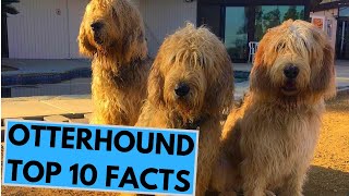 Otterhound  TOP 10 Interesting Facts [upl. by Sherlocke]