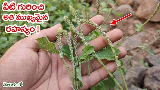 వీటి గురించి అతి ముఖ్యమైన రహస్యం  Real Facts About Uttareni Plant [upl. by Nahtannoj825]