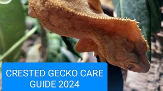 Crested gecko care guide 2024 [upl. by Anirbas]