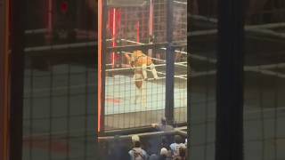 Bianca Belair WINS WWE ELIMINATION CHAMBER [upl. by Aihsenrad638]