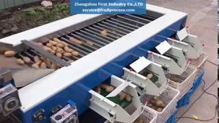 potato grader，potato size sorting machine [upl. by Yleek974]