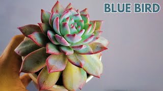 echeveria blue bird cuidados donsuculento [upl. by Yruam]