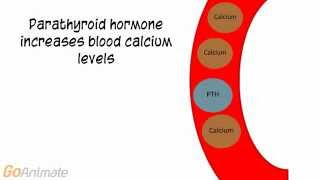 Anatomy and Physiology Endocrine System Calcitonin and PTH v20 [upl. by Neetsirk]