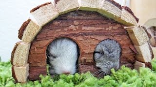 Cute Overload  Baby Chinchillas [upl. by Yzmar29]