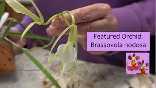 Featured Orchid Brassavola Nodosa  Fragrant Species Orchid in Bloom  Native Growth amp My Success [upl. by Asirem]