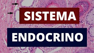 SISTEMA ENDOCRINO [upl. by Htennaj]