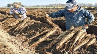 Japanese Yam Farming and Harvesting  Awesome Japan Agriculture Technology Farm [upl. by Enid]