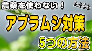 【初心者もできる】アブラムシ対策！農薬を使わない5つの方法【家庭菜園】簡単手作り！有機栽培！ スナックエンドウ、さやえんどう、絹さや、そら豆【駆除】【防虫ネット】【もみ殻くん炭】【木酢液】 [upl. by Fronia]