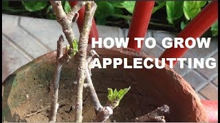 How To Grow Apple Trees From Cuttings  How to Plant Apple Tree Cuttings [upl. by Watson]