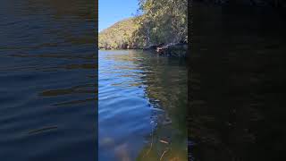 Woronora River shoreline [upl. by Kcirdneked]