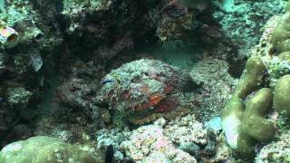 Stonefish Synanceia verrucosa [upl. by Drawd373]